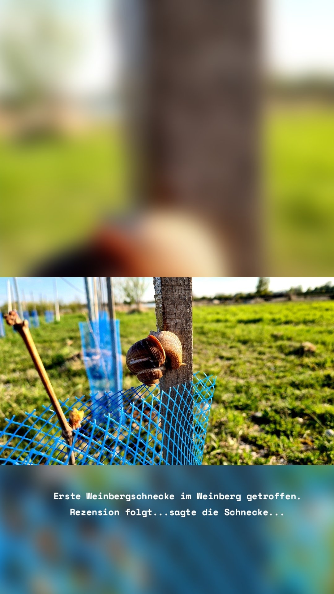 Erste Weinbergschnecke im Weinberg getroffen. Rezension folgt...sagte die Schnecke...